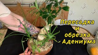видео: Пересадка Адениума.Посадка адениума на камень. Обрезка адениума. картинка: Пересадка Адениума.Посадка адениума на камень. Обрезка адениума.