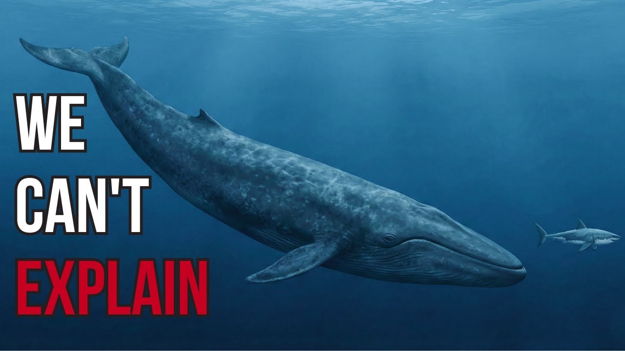 95% of the Ocean Is Unexplored... Here Are Its Giants