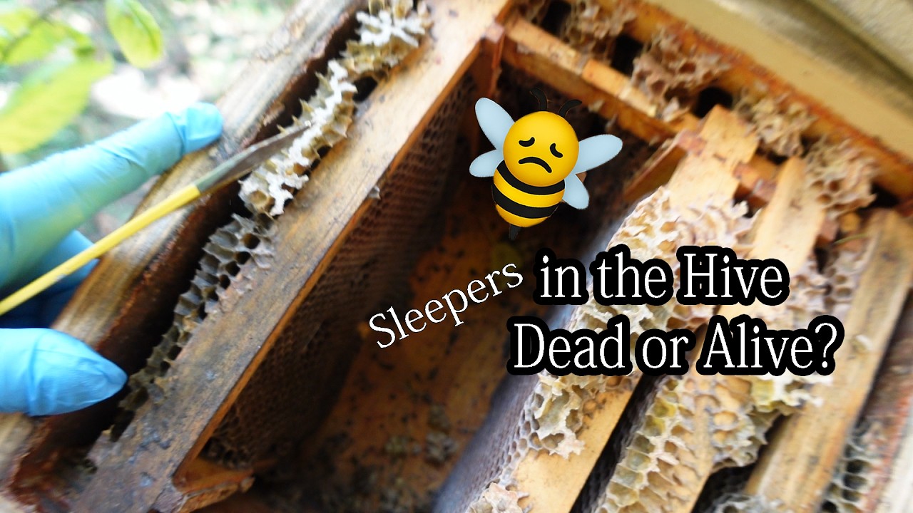 Ich hab’s vergessen… lebt das Volk noch?! 😳🐝  2025 Imkerfehler