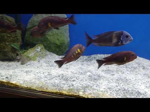 official secrets Wild Tropheus Brichardi