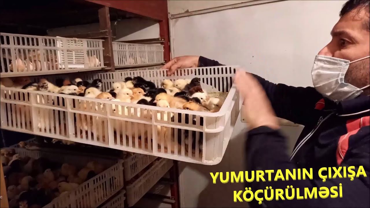 İnkubator. Yumurtaların çıxışa köçürülməsi. İnkubator satışı