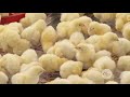 Pollos de engorde, una actividad que puede ser rentable para los emprendedores - La Finca De Hoy