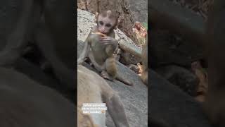 Trikut pahad ka chota chota funny baby monkey ❣️❣️😘 #trending #funny #baby #monkey 2026