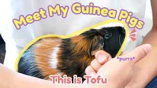 Meet My Guinea Pigs: Get To Know Tofu | GuineaDad