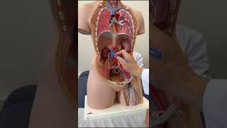 Aorta Abdominalis Dalları