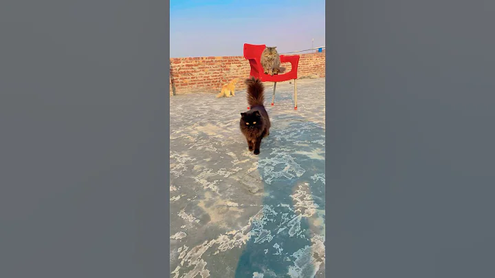 Video 11818031: cat cutecat funny, cat cute funny baby