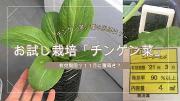 野菜 おうち野菜 チンゲン菜 種まきから1ヵ月で食べられる ずぼらでも失敗しない野菜栽培 Mp3