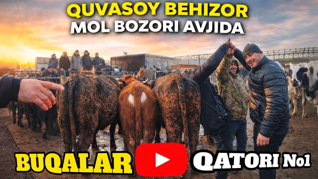  BEHIZOR MOL BOZORI KOTTA-KICHIK BUQA NARXLARI SHOK REALNARXLAR MAZA QILIB TOMOSHA QILING 09.01.2026