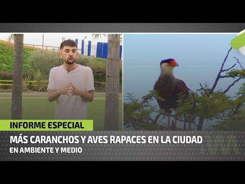 Más caranchos y aves rapaces en la ciudad