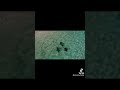 Eagle Rays at Red Bluff, Quobba Station in Australia