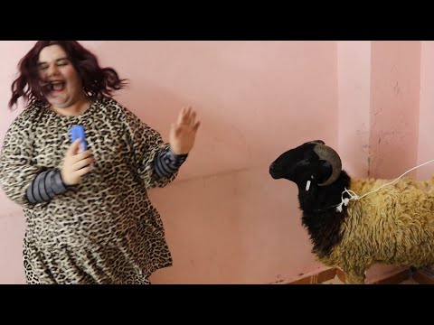 لما خطيبتك تقولك أنها مبتحبش اللحمه