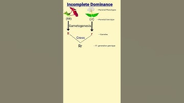 Incomplete Dominance and Codominance | Mendel