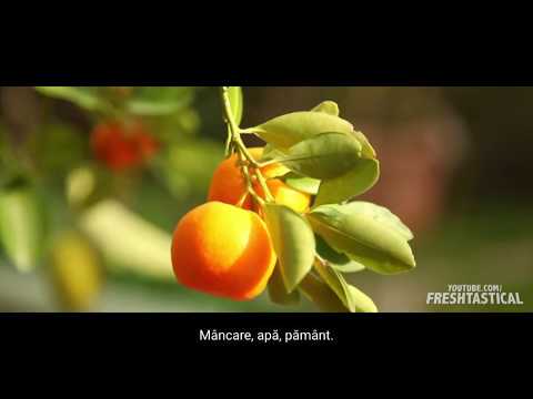 Minciuna în care trăim (Romanian Subtitles)