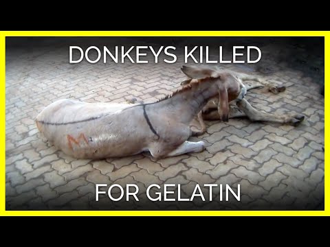 Donkeys Violently Beaten, Killed in Kenya for Gelatin