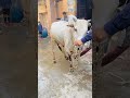 Snow white is gone🥹💔missyou snow white🥹💔 #love #song #petlover #cow #bull #petlover #pets #cow