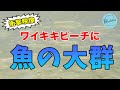 【まるで水族館】ワイキキビーチに魚の大群【ハワイの現状】