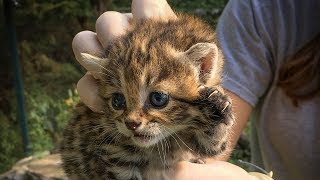 Black-Footed Cat Kittens Fossil Rim Wildlife Center