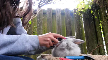 Come tenere i conigli all'aperto?