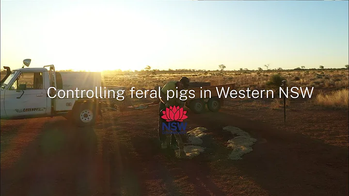 Controlling feral pigs in Western NSW