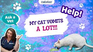 VET ANSWER  Help! My Cat Vomits A Lot!