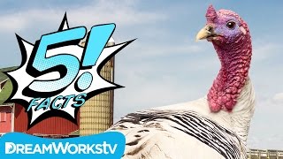 5 Turkey Facts You Can Gobble Up | 5 FACTS