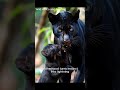 “Born to Hunt, Taught to Live — A Panther’s First Lesson” #animals #bigcat #ishowspeed