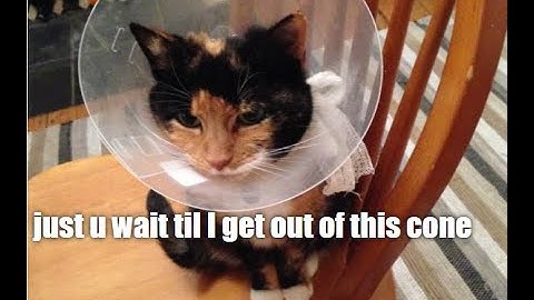 HOW TO MAKE A CAT MEME GENERATOR