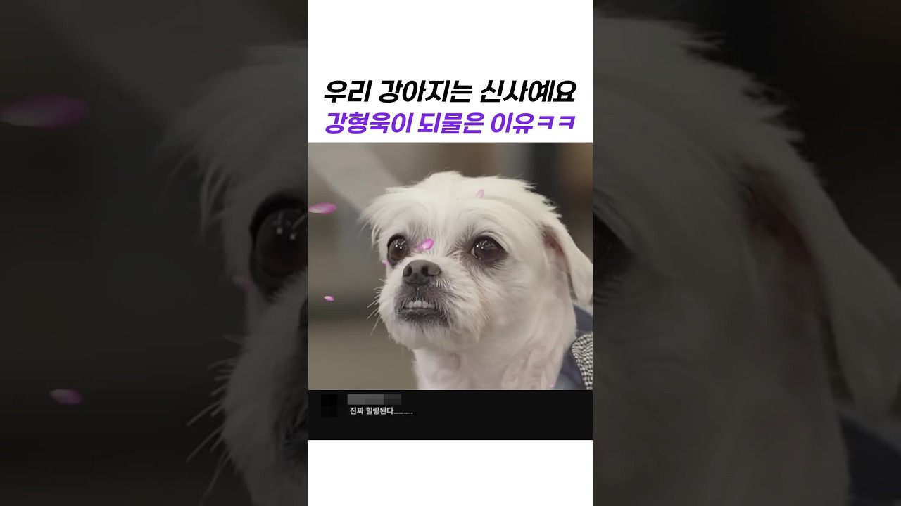 우리 강아지는 신사예요 강형욱이 되물은 이유ㅋㅋ