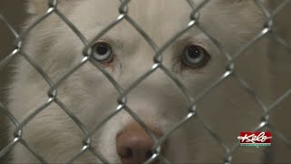 It's puppy and kitten season at the Sioux Falls Area Humane Society