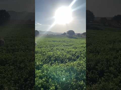 چقدر سرزمین من زیباست مزرعه شاپورخواست لرستان لری لر بلوط