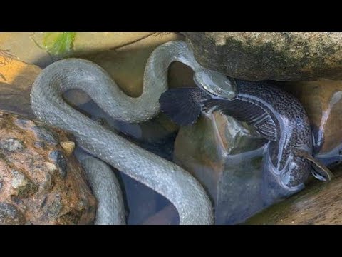 Карадагские змеи в анапе. Морская змея в Анапе. Морские змеи в Анапе. Морские змеи в черном море Анапа. Черноморский змей.