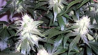 White Widow Marijuana Strain Review