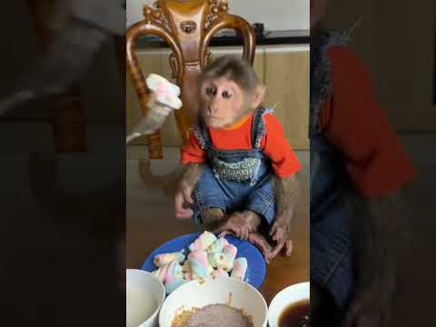 میمون بازیگوش   وحش نما 