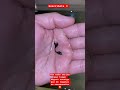 Guppy #guppy #guppyfish #shorts #shortvideo #short #smile #viral #viralvideo #india #humor #flowers