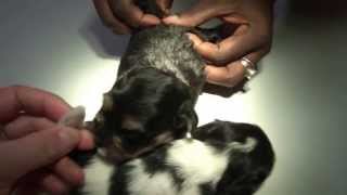 Mangoworm-Teddies, check up 2d later