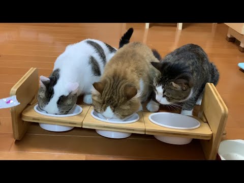 新しいものには必ず密になる猫　【Petacc 猫皿フードボウル】