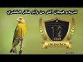 12 ساعات من تغريد طائر الخضري خالي من الأخطاء لتعليم الفراخ 