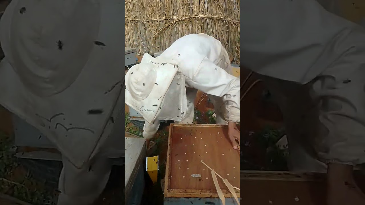 كيفية نزع طردين من خلية وحدة