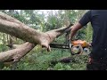 Ripping hard dangerous tree||Totordz Tv