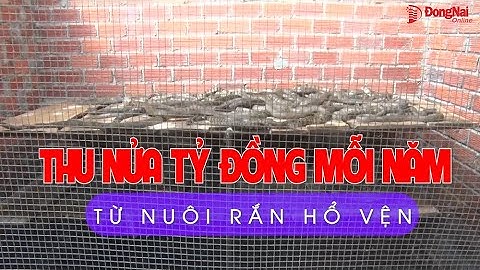 Thu nửa tỷ đồng mỗi năm từ nuôi rắn hổ vện