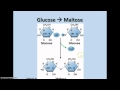 Understanding Carbohydrates