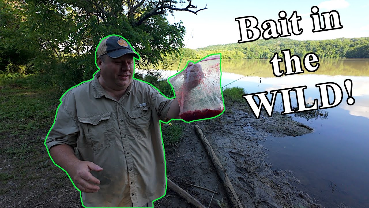 Strawberry Jello Chicken Gizzard Catfish Bait in the WILD!!! 