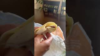 Trying the bacon sausage egg wrap