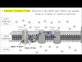 Cellular Respiration Pathways and ATP Production Explained