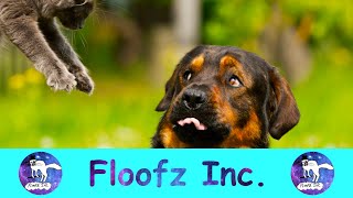 The Funniest Pet Moments! by Floofz Inc. 87 views 2 years ago 9 minutes, 1 second