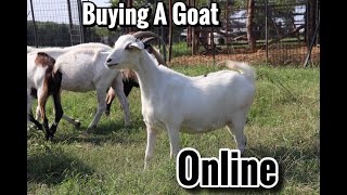 How to buy a Goat |  Buying a goat from a online auction |  buying Kiko goats