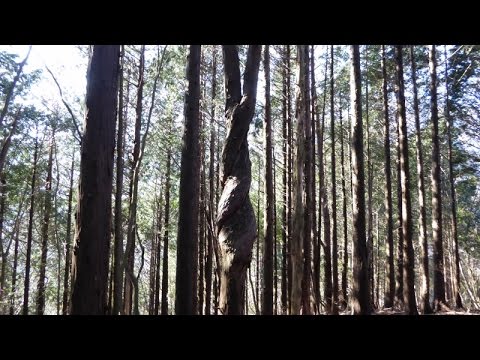 2014/12/30 ｢上空はプチ劇場？｣in朝霧 パラグライダー