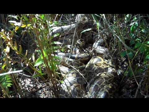 Everglades Burmese Python Mating Ball