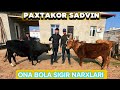 PAXTAKOR DA ONA BOLA SIGIR NARXLARI ПАХТАКОРДА ОНА ЬОЛА НАРХЛАРИ #rek #novvos #uzbek