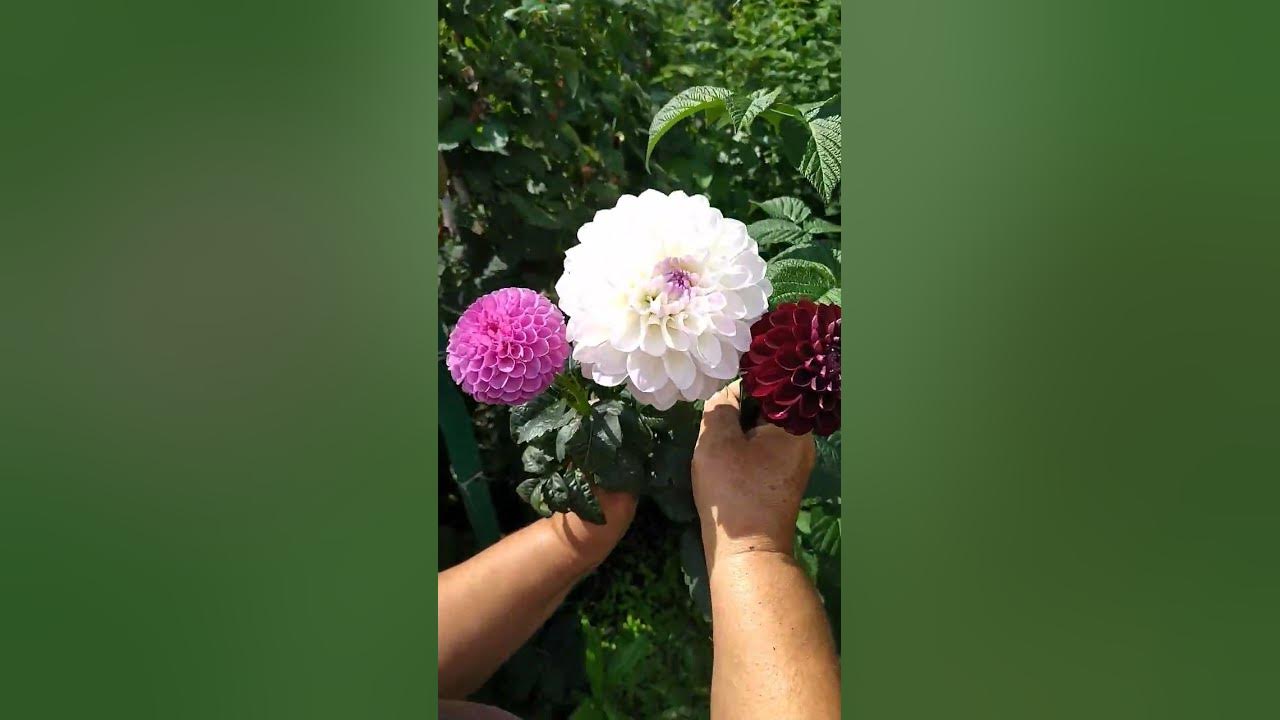 георгины белый, розовый, бордовый #сад #цветы #георгин #георгины - YouTube